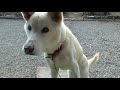 【雑種犬16歳】正月特別メニューを食べる老犬