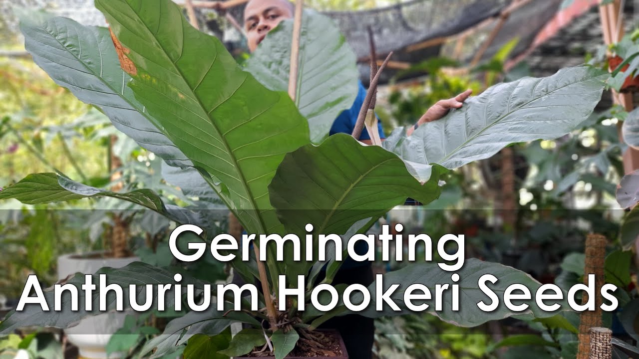 How to Plant Anthurium Hookeri from Seeds