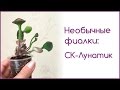 Необычные фиалки: СК-Лунатик