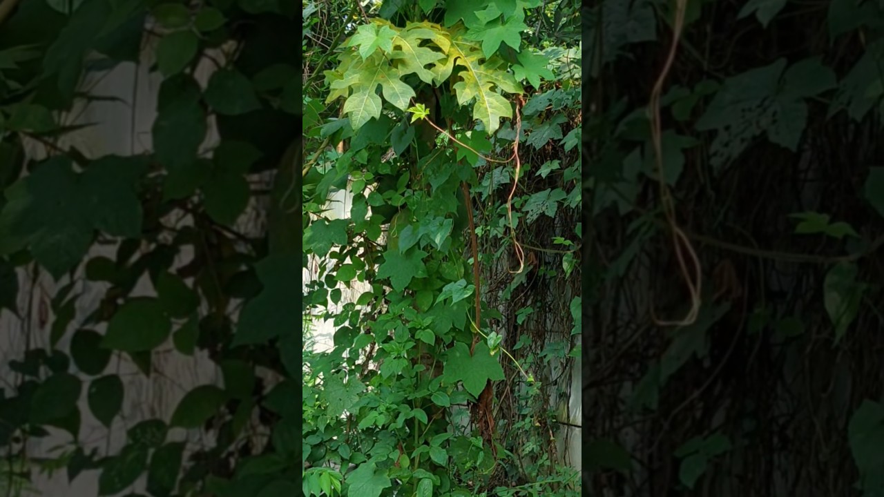 Nemu pohon pepaya liar lagi... buahnya ada yg mau matang, uhui....😁😁 