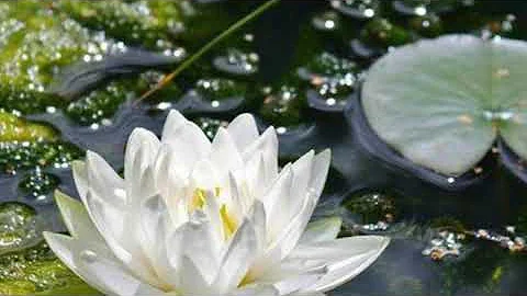 Amazing Grace ~ Indira Felix