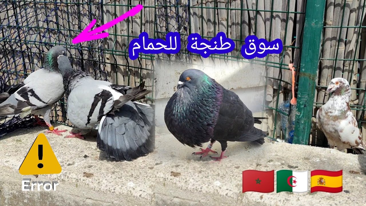 حمام ♥️ في سوق 👍كاسبرطة 🍓فلوجة 🌡️😱 طنجة تطوان 🇪🇸🇩🇿🇲🇦⁉️