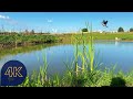 Birds &amp; Nature Sounds by the Pond - 4K Video