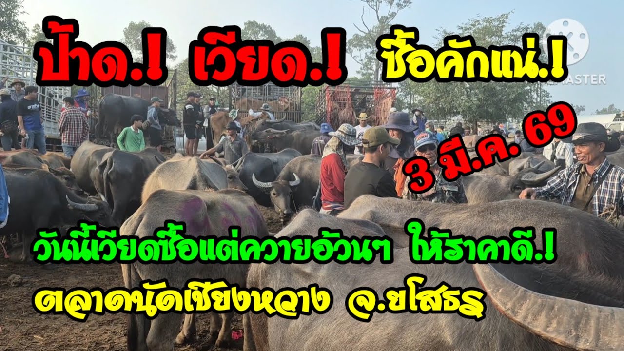 ราคาควายวันนี้ 3 มี.ค. 69 ตลาดนัดบ้านเชียงหวาง จ.ยโสธร#เปิดราคาควายงามน่สซื้#ซื้อขายควายงามน่าเลี้ยง