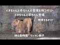 旭山動物園　イオちゃんと赤ちゃんの登場を待つオリト　イオちゃんと赤ちゃん登場　ライオン親子