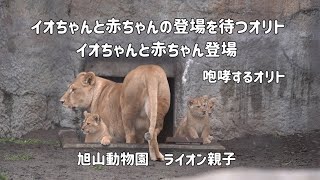 旭山動物園　イオちゃんと赤ちゃんの登場を待つオリト　イオちゃんと赤ちゃん登場　ライオン親子