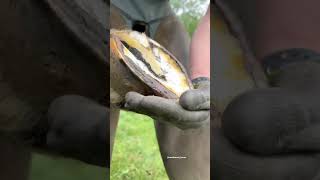 Burning On The Horseshoe #Asmr #Farrier #Tiktok #Shorts #Satisfying