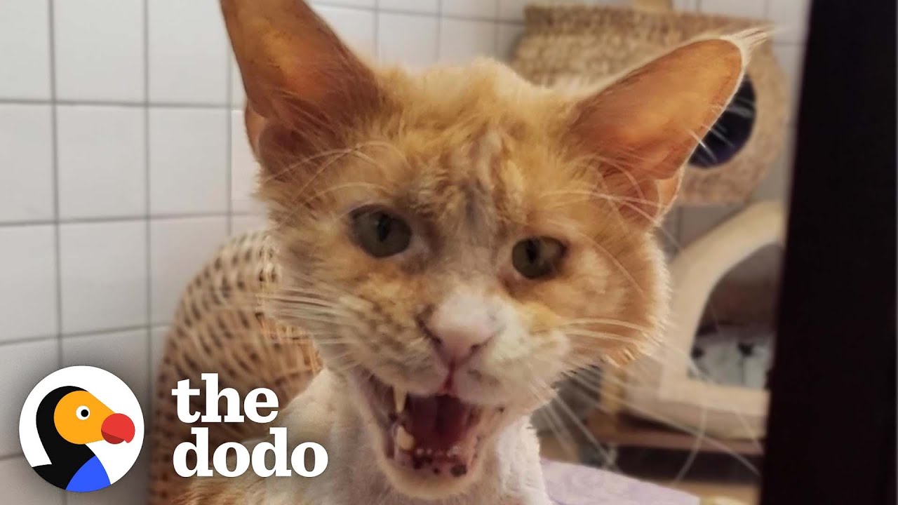 Grateful Rescue Cat's Stunning Transformation | The Dodo