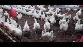 اوعى تشتري الفراخ دى ابدا ممنوع اكلها  اعرف مواصفاتها على لسان صاحبها screenshot 5