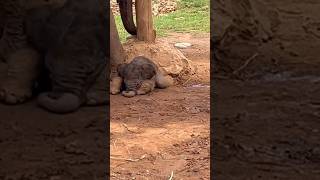 Cute Baby Elephant Flapping Its Ears While Napping! 🥺🐘 #babyelephant #cuteanimal #wildlife #shorts