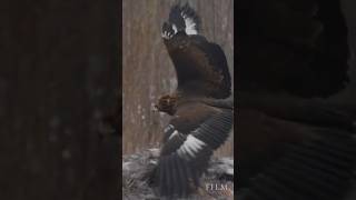 Golden eagle vs white-tailed eagle #wildlife #birds #nature