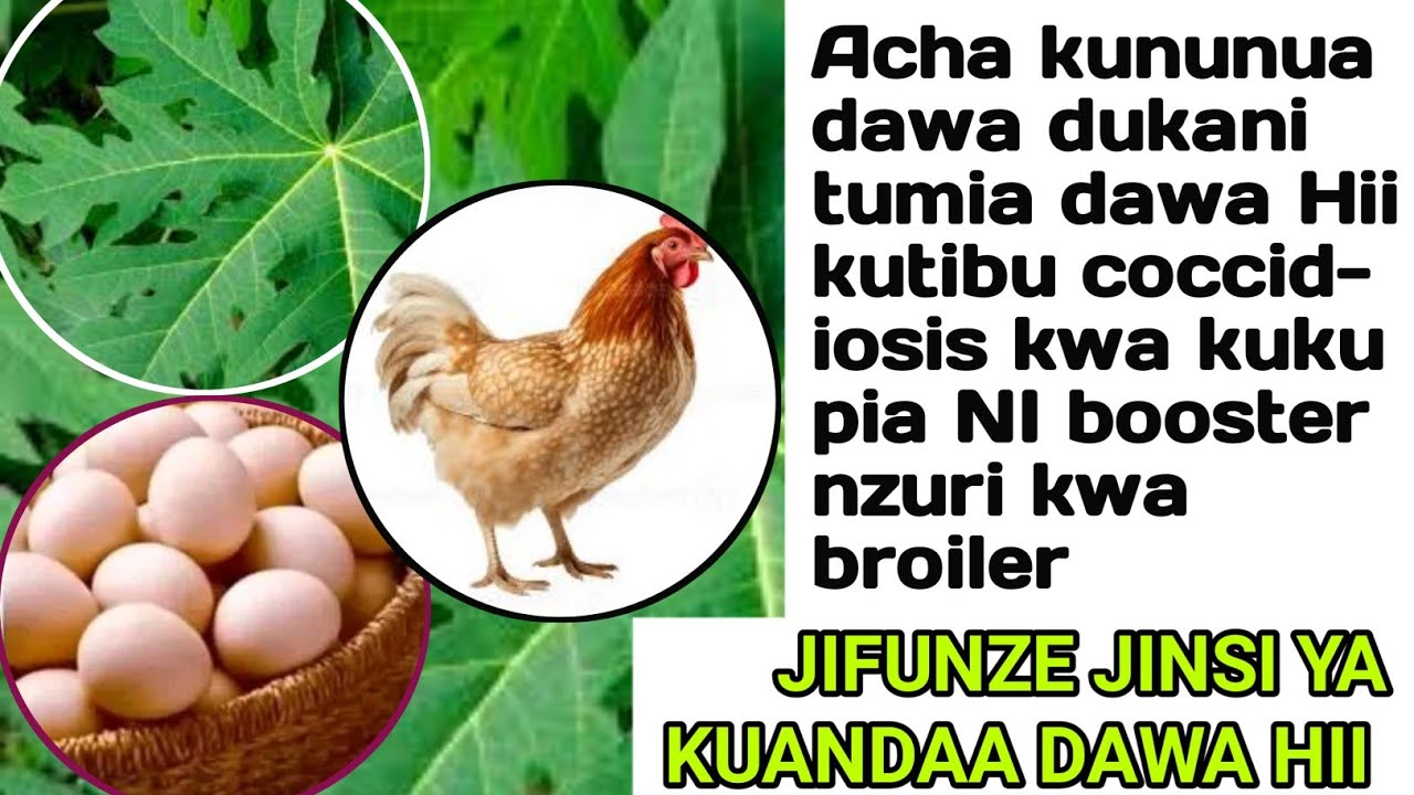 jinsi ya kuandaa dawa ya asili inayotibu coccidiosis