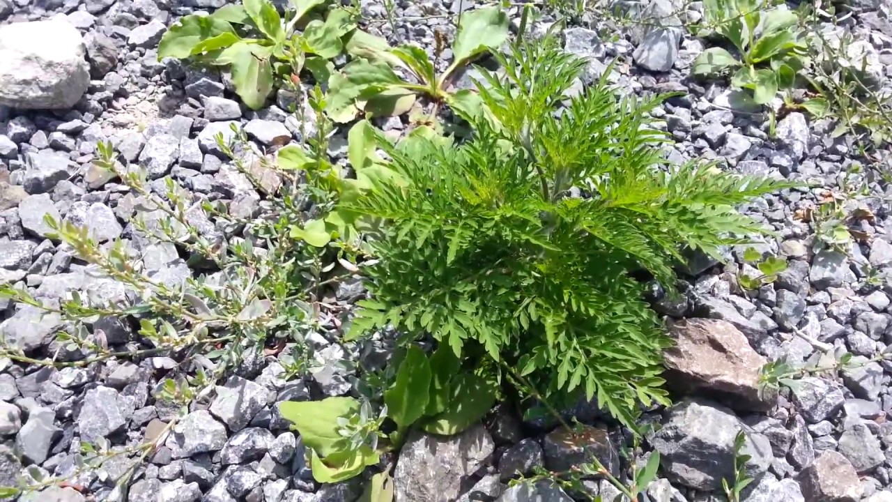 请注意这种毒草豚草 Ragweed 引起花粉症 Youtube