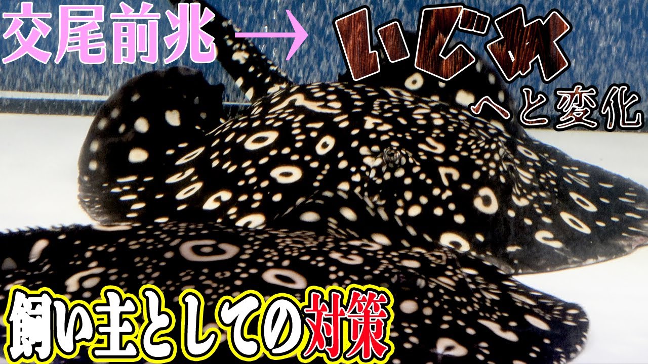 ガー科 特定外来生物 許可の更新方法 必要な書類と書き方を解説 Youtube