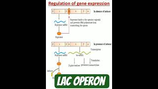LAC OPERON MODEL| REGULATION OF GENE EXPRESSION|MOLECULAR BASIS OF INHERITANCE|BIOLOGY|CLASS12|NCERT