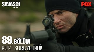 Kurt sürüye indi! Savaşçı 89. Bölüm