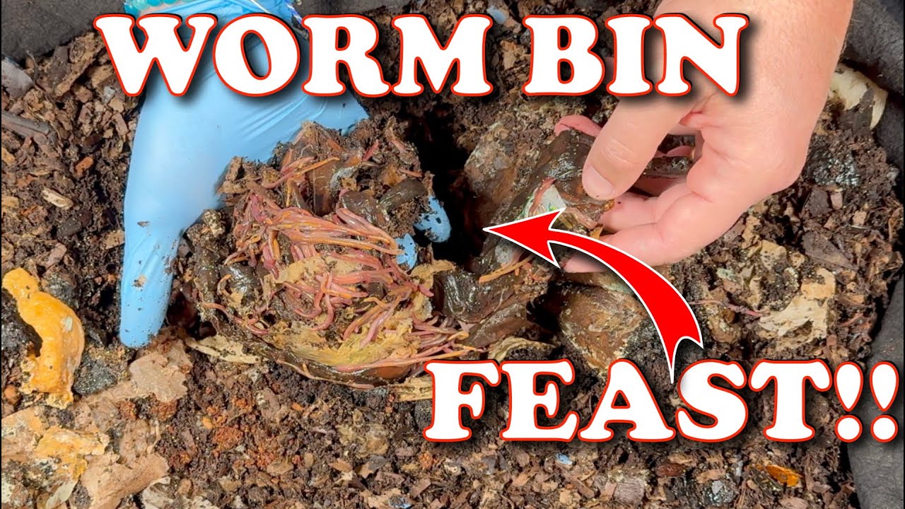 Massive Worm Feast! 5,000 Red Wigglers Swarm Huge Feeding!