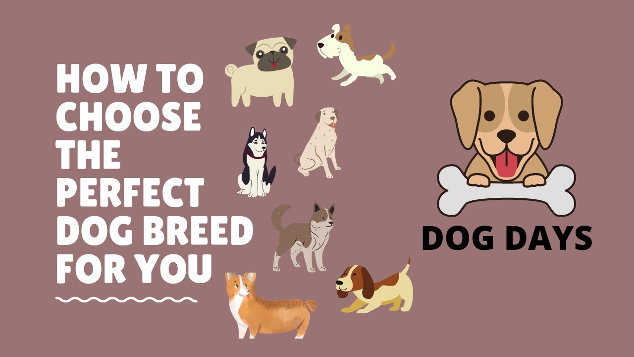 How to choose the perfect dog breed for you YouTube