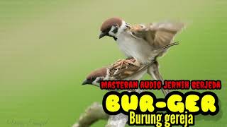 MASTERAN BURUNG GEREJA TARUNG ♦️AUDIO JERNIH BERJEDA ♦️