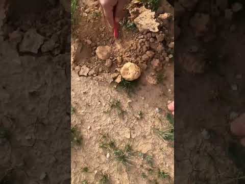 الكمأة الفقع عام 40