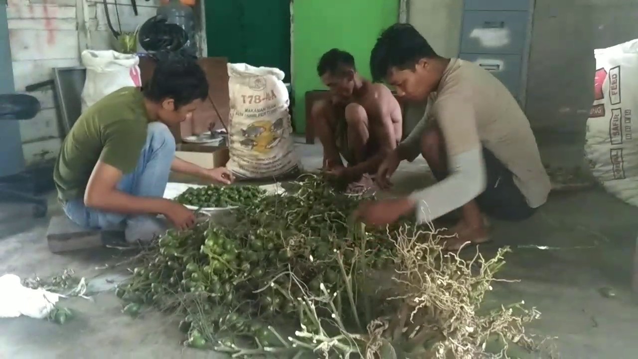 Pinang muda Jambi 