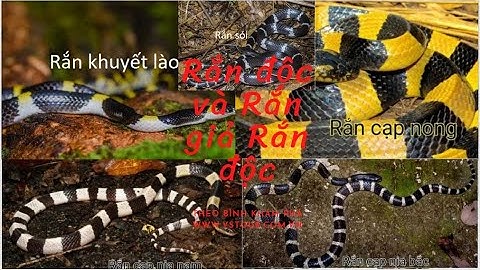 Rắn Cạp Nong, Rắn Cạp Nia và Rắn Sói giả cạp nia