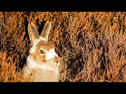 Sophisticated Mountain Hares and Playful Otters! | The Science Of Cute | BBC Earth