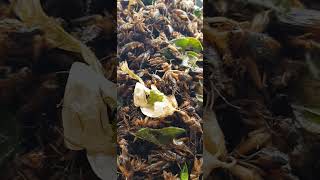 Delicious Deep fried crickets. #shorts #cricket #insects #youtubeshorts #fry cricket sounds