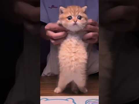 Tokotaka ميريام فارس مونديال 