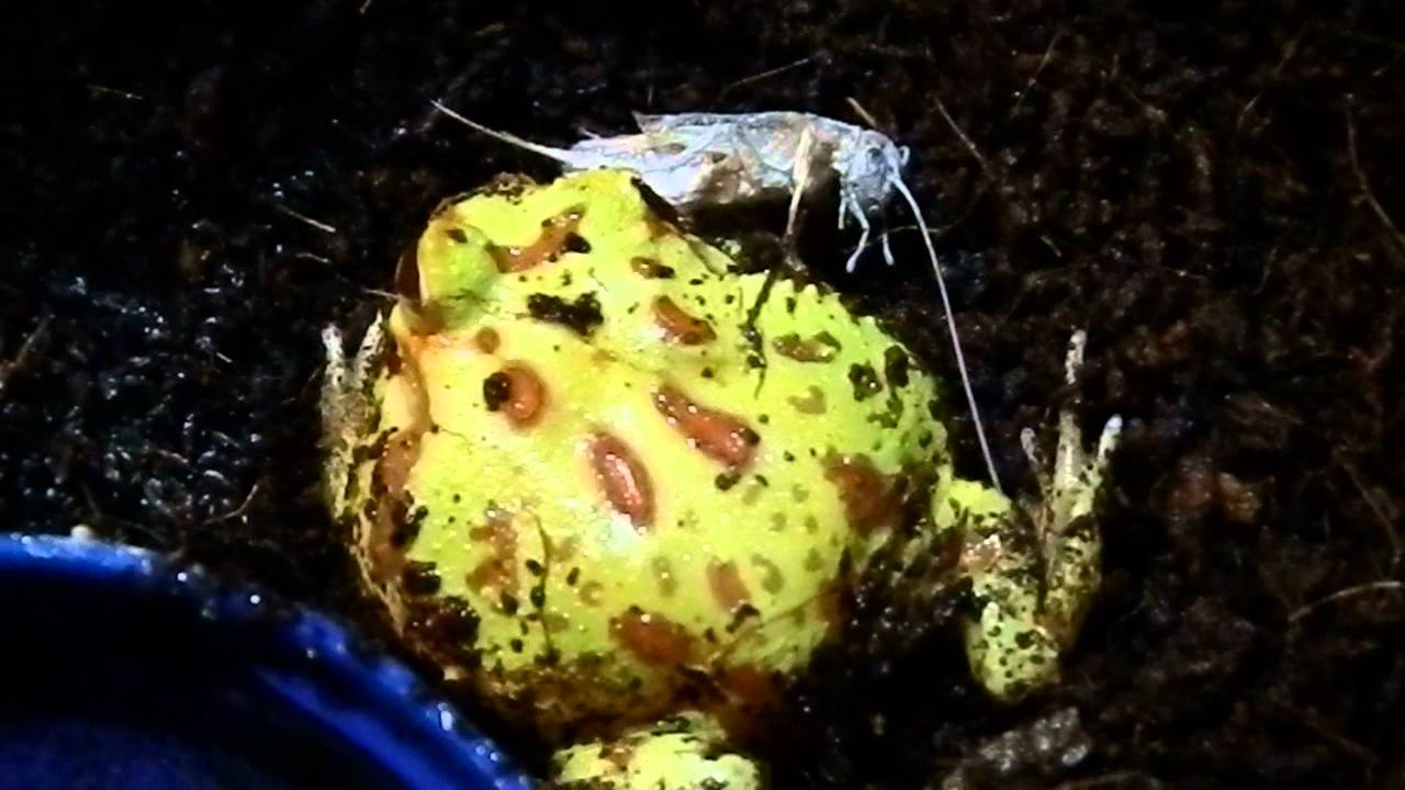 critters attack Froooggsss!!!! an Update