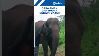 Safe and Easy Ways to Ride an Elephant