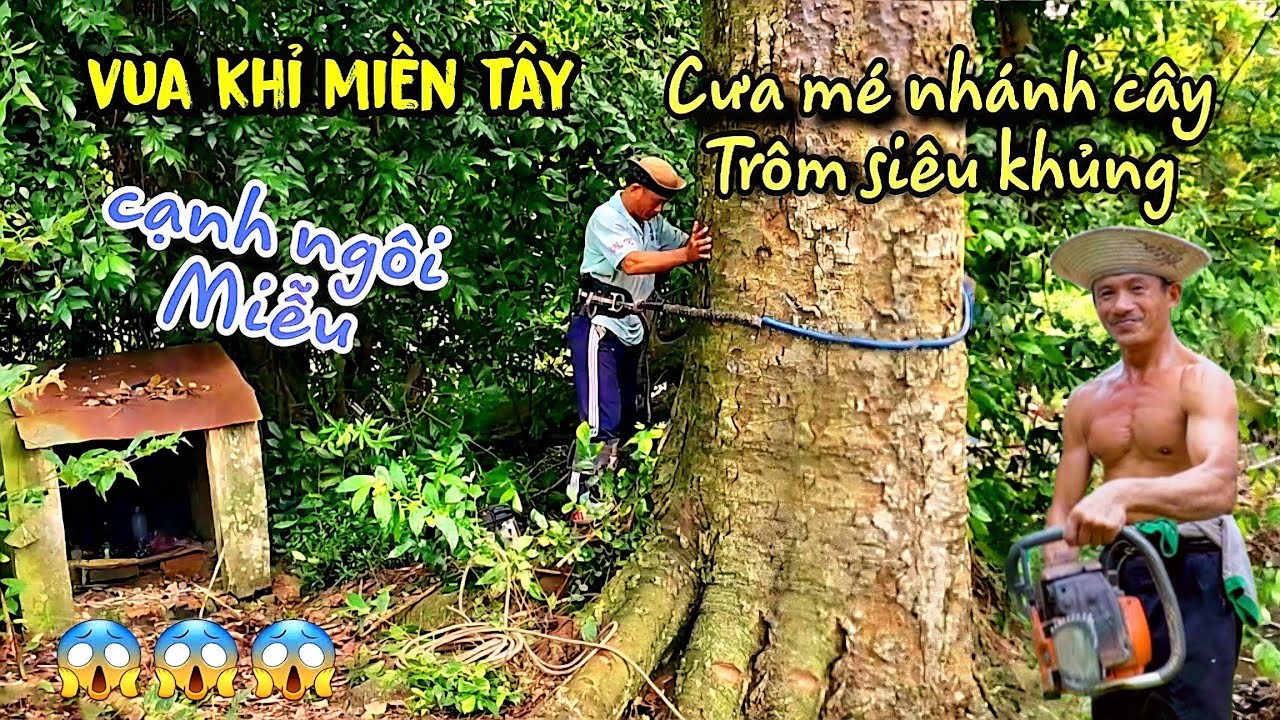 Quá Đỉnh! Chủ Nhà Kêu Bằng Được Vua Khỉ Quay Lại Mé Nhánh Cây Trôm Lần 2 Vì Vườn Sầu Riêng Bên Dưới