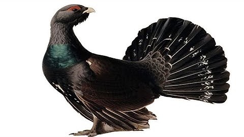Capercaillie 