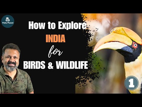 Video: 12 I migliori santuari per uccelli in India per il birdwatching