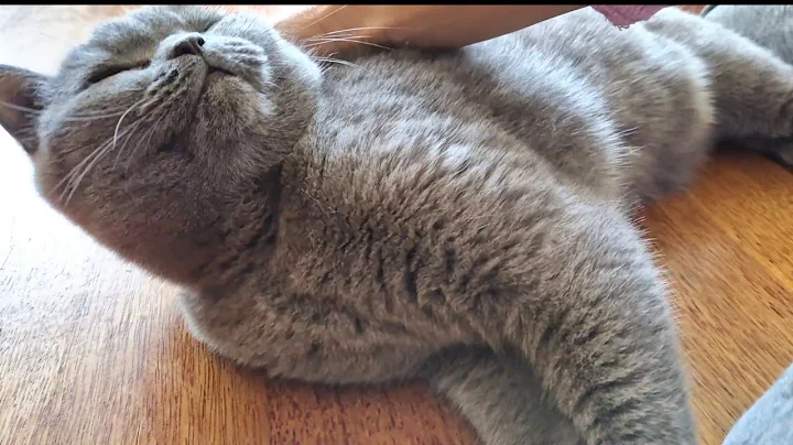 Video 6231061: british shorthair cat reaction, british shorthair cute cat, britishshorthair cats catlover