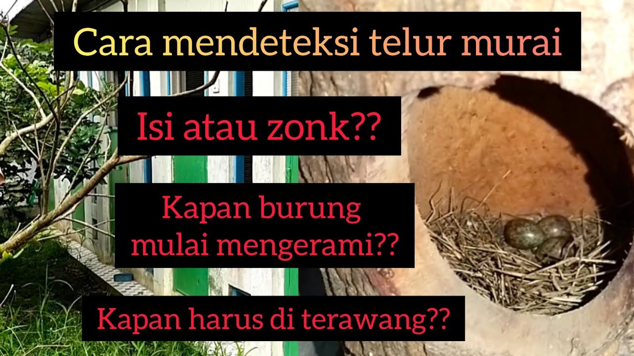 Berapa Hari Telur Burung Gereja Menetas?