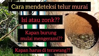 Berapa hari telur murai batu menetas /menerawang telur murai #muraibatu #burung #murai #peternakan