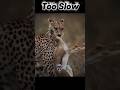 ⚡ Cheetah’s Lightning-Fast Hunt! Can the Prey Escape? 🐆 #trending #shorts #animals