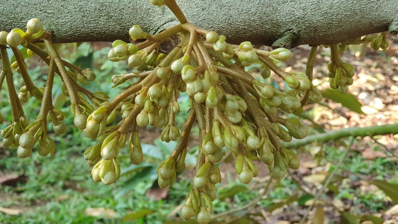 chăm sóc bông sầu riêng 10 ngày tuổi.