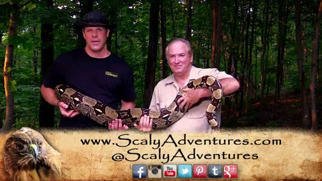 adventures of aladdin Meet Athena, the 9 foot Boa Constrictor!