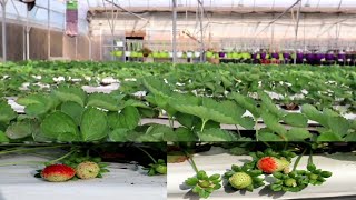 Huge indoor strawberry farming in malkiya bahrain | Auom TV