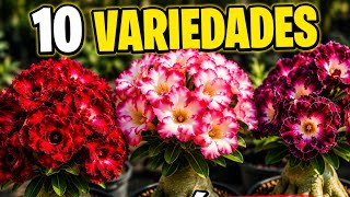 10 Variedades de Rosas del Desierto Que Te Harán Querer Una