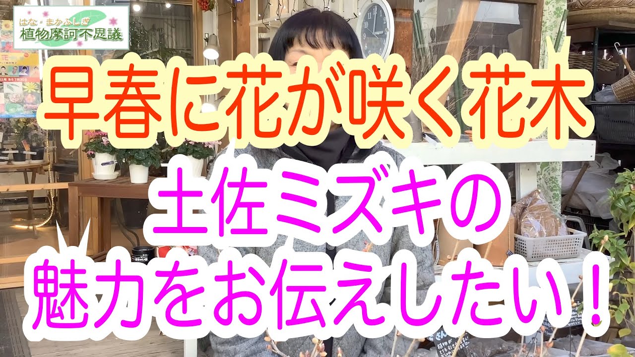 22 01 26 まだまだ寒い中で可憐に咲く 土佐ミズキ の黄色いお花 春の兆しを感じます その後に出る葉っぱも ジグザグに伸びる枝も とても魅力的ですよ Youtube