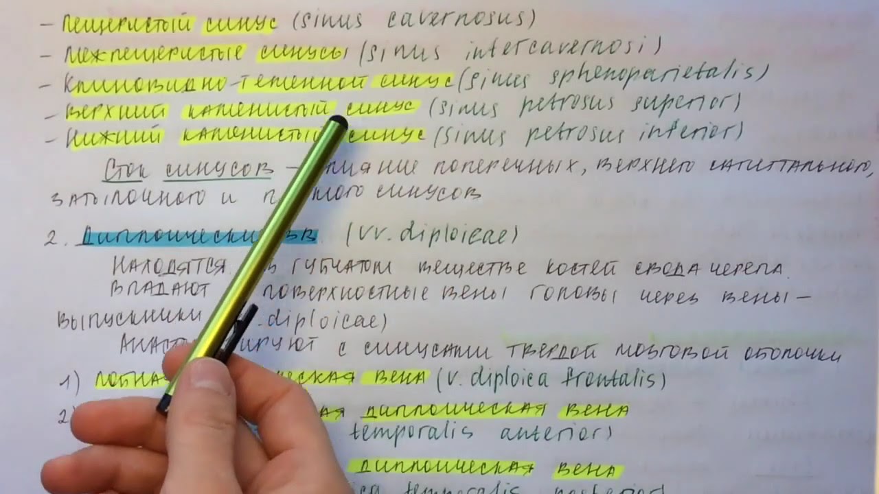 Билет 066. ВНУТРЕННЯЯ ЯРЕМНАЯ ВЕНА. ВНЕ- И ВНУТРИЧЕРЕПНЫЕ ПРИТОКИ, ИХ АНАСТОМОЗЫ.