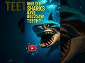 "Why Ancient Sharks Had Buzzsaw Teeth" #SharkFacts #Helicoprion #BuzzsawShark