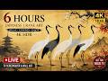 6 Hours 🏯Japanese Crane TV Art 4K HDR 🏯 Relaxing TV Screensaver & Wall Art