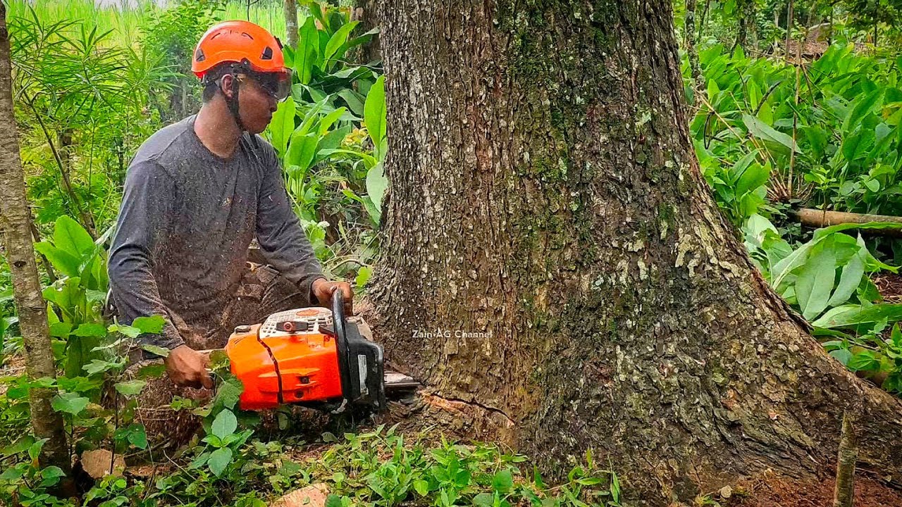 Cut down the Rain tree that is leaning forward and should fall to the ...
