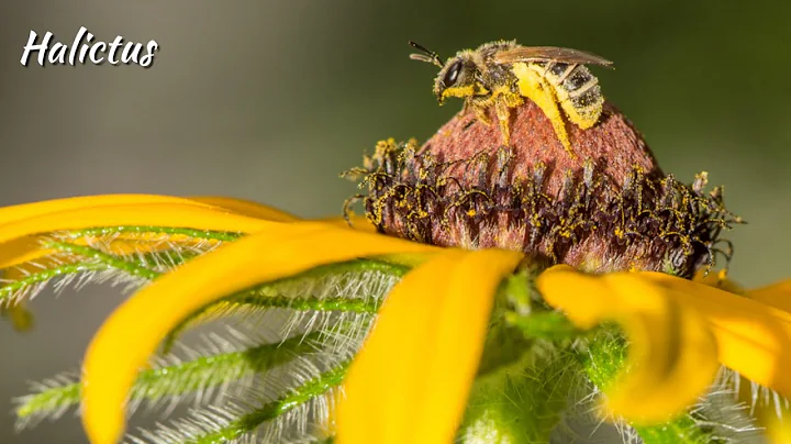 EcoBeneficial Interview: Bees and Native Forage wi...