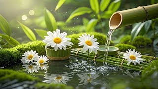 Beautiful Relaxing Music for Stress Relief, Meditation, Spa, Deep Sleep Music & Peaceful Piano Music screenshot 5