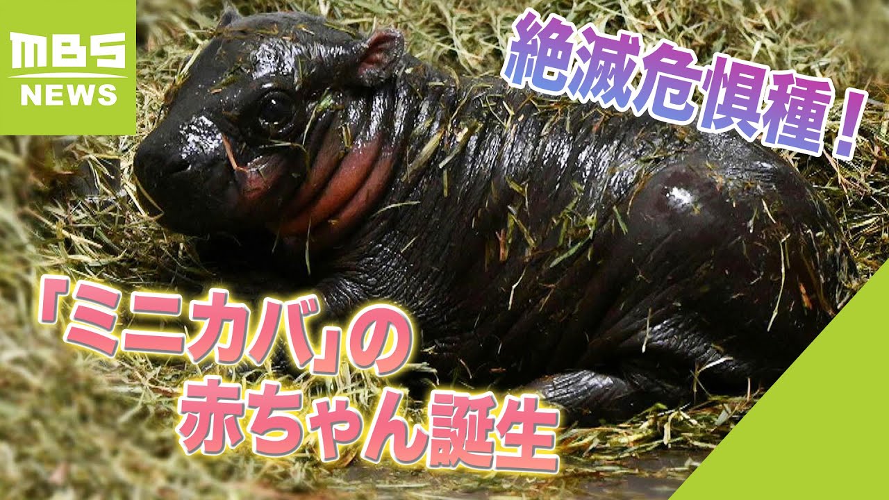 絶滅危惧種「ミニカバ」の赤ちゃん誕生 名前は来場者から募集へ 大阪